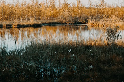 relaxing scene with a calm lake